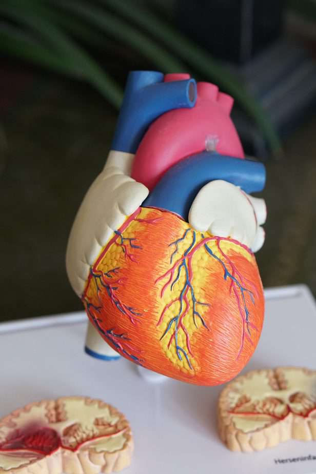 modelo de corazón humano