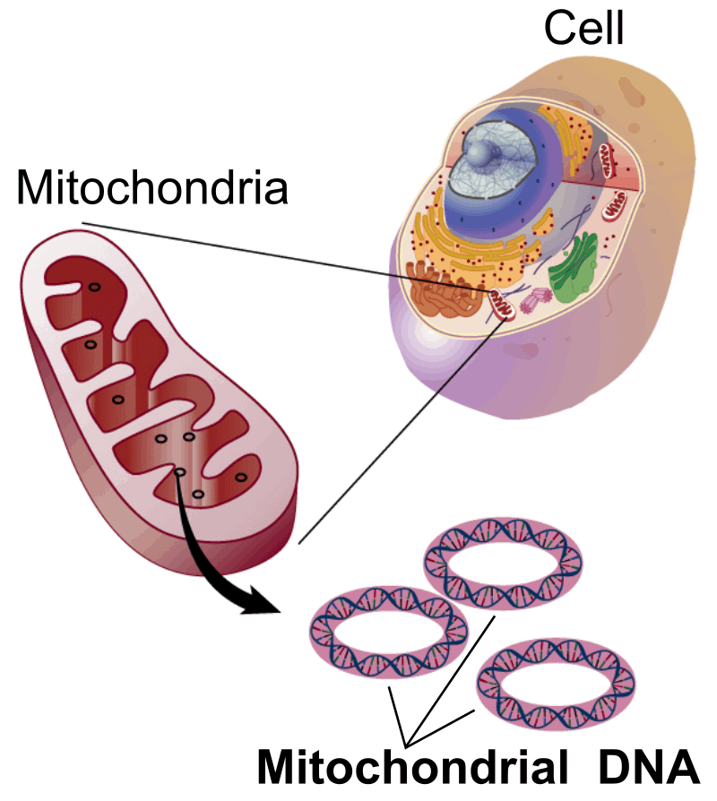 O DNA mitocondrial (mtDNA) é separado de 23 pares de cromossomos.