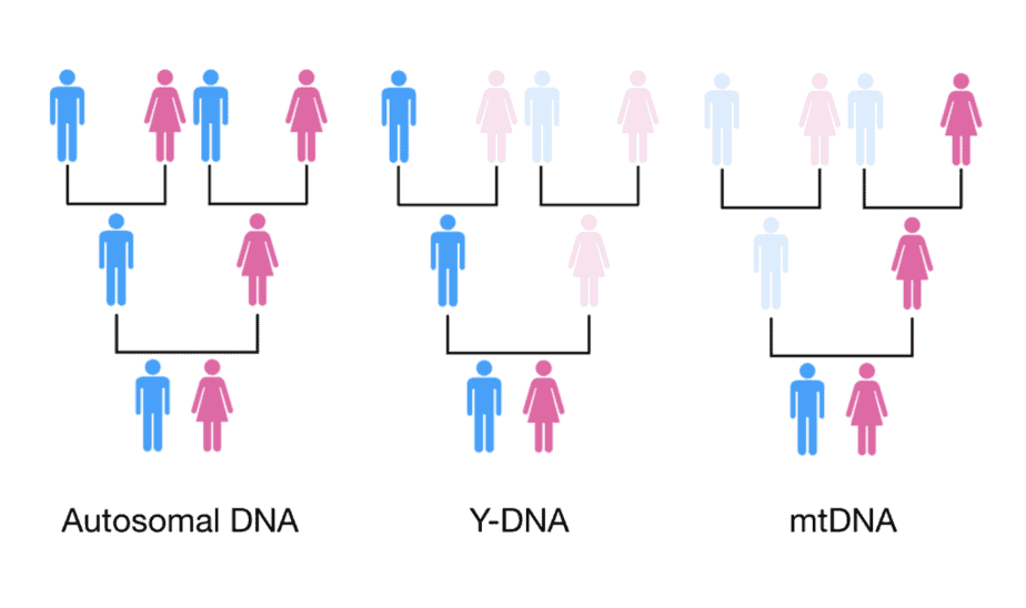 常染色体DNA、mtDNA、Y染色体の遺伝。