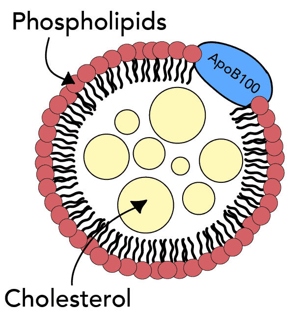 Apolipoprotein B helps form particles that carry LDL cholesterol in the blood.