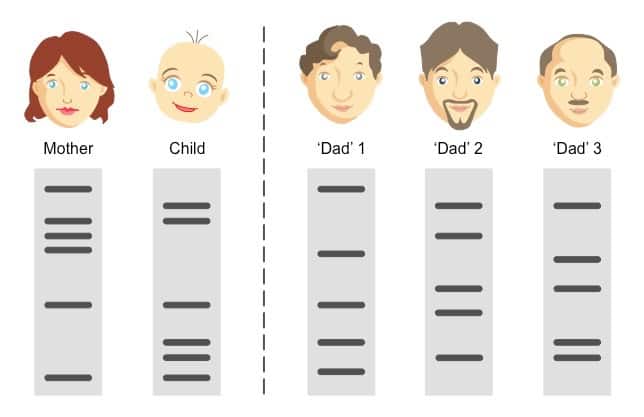 Dna Fingerprinting And Paternity Worksheets