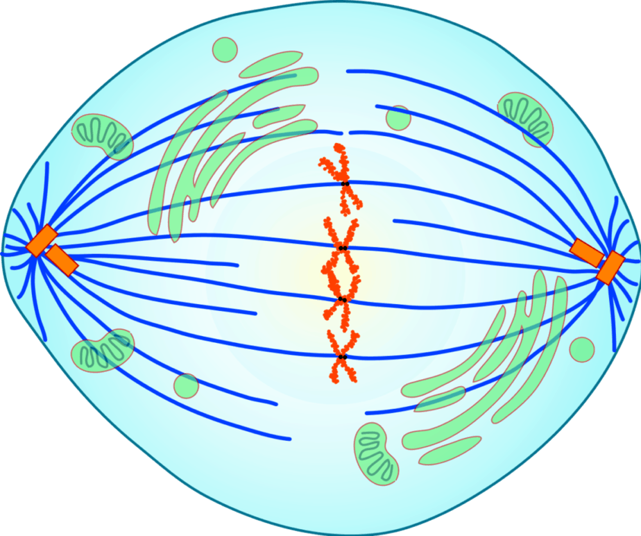 بعض،وتتحرك الكروماتيدات إلى الطور الأول تنفصل الانفصالي أزواج أطراف الخلية. عن الطور الانفصالي