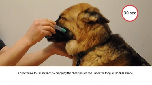 Dog owner obtaining a saliva sample from their dog using the cheek pouch included in the kit