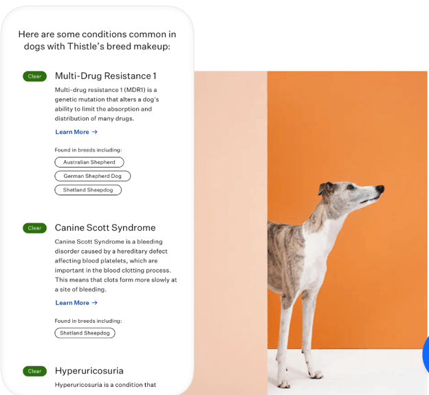 Sample report in mobile view of a seemingly Whippet dog named Thistle indicating she is clear of three common conditions in dogs with her makeup along with a picture of the dog