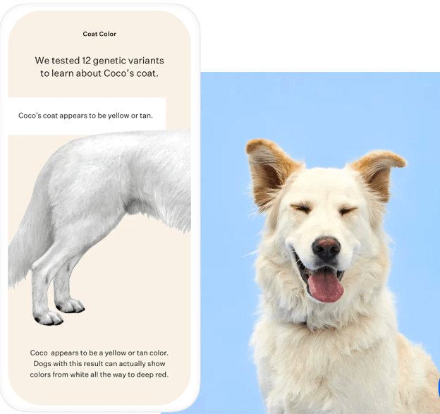 Sample report in mobile view of a seemingly white mixed dog named Coco indicating that 12 variants were tested to learn about his coat along with a picture of the dog