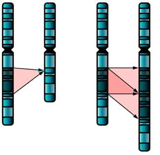 Diagramm der Gendeletion und -duplikation.