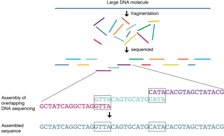 Next Generation Sequencing