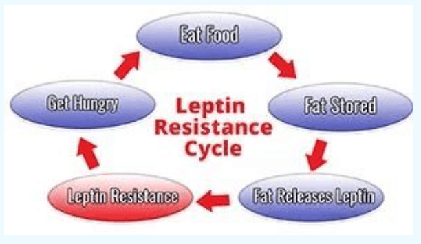 The leptin resistance cycle