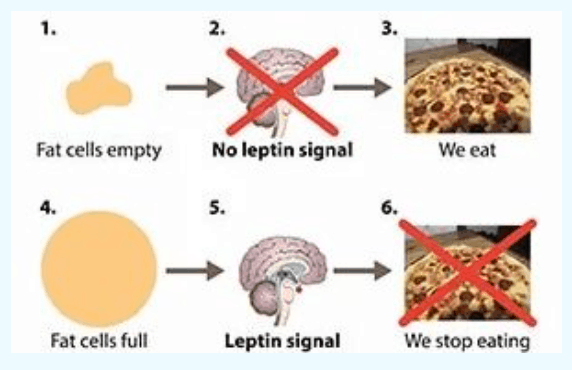 O papel da leptina na fome, conforme descrito por Leptitox