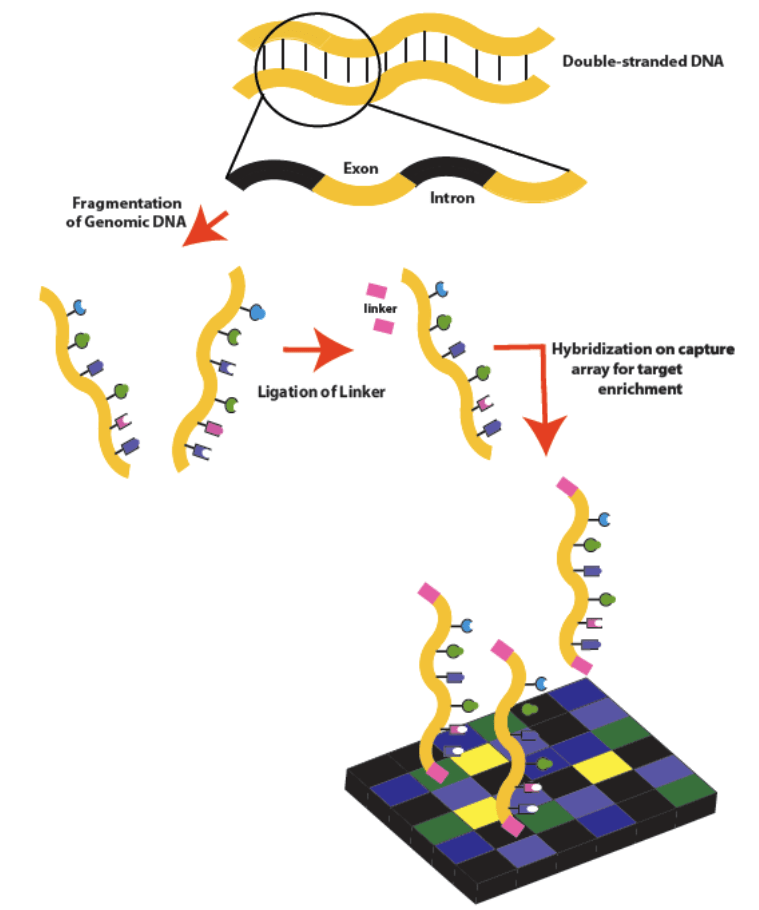 Séquençage d'exome entier - étape d'hybridation de l'ADN