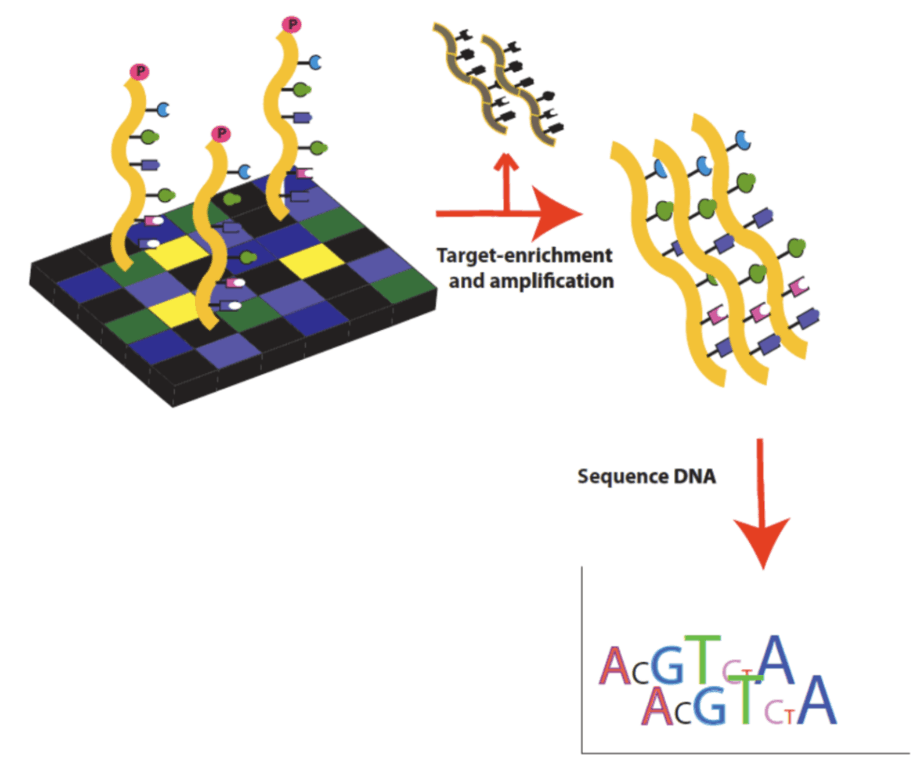 Sequenciamento de DNA de exoma completo