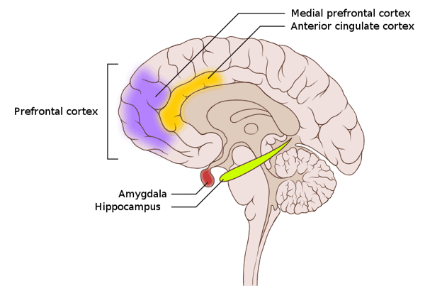 التشريح العصبي لدماغ شخص يعاني من القلق