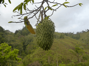 Fruta de guanábana