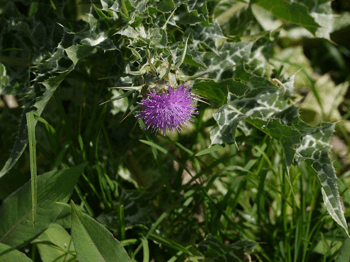 Eine Iaso-Tee-Zutat, Holy Thistle