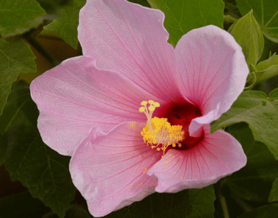 Eine weitere Zutat, Marsh Mallow