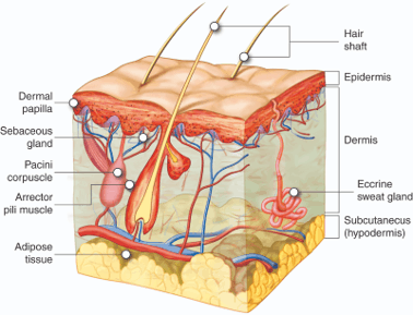 Follicule de cheveux