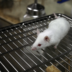 laboratory mouse