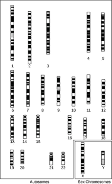 常染色体DNA検査は常染色体を分析します