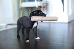 A dog holding a round carton 