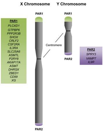 native american genetic testing