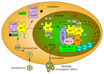 Mechanismus von Rad 140