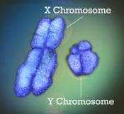 X- und Y-Chromosomen