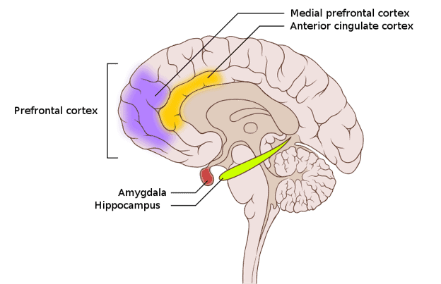 Neuroanatomy of the brain of someone with anxiety