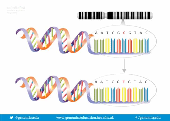 SNP analysis can provide limited ancestry DNA test results