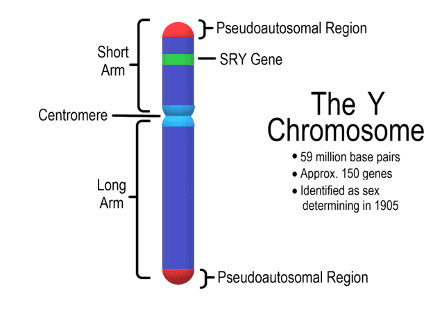 Y chromosome testing is a type of ancestry DNA test for males