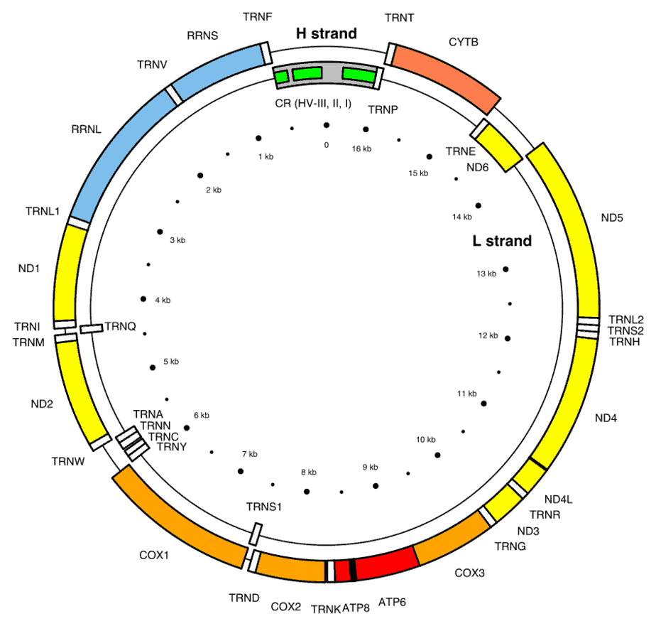 mtDNA testing is a type of ancestry DNA test