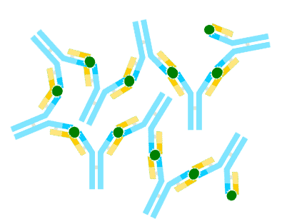 Antibody-antigen complexes