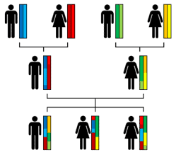 Autosomal DNA test looks at autosomes