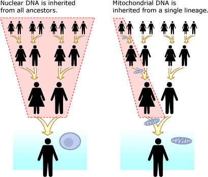 Nuclear and mtDNA testing