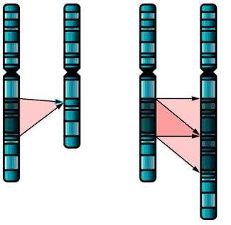 Diagram of gene deletion and duplication