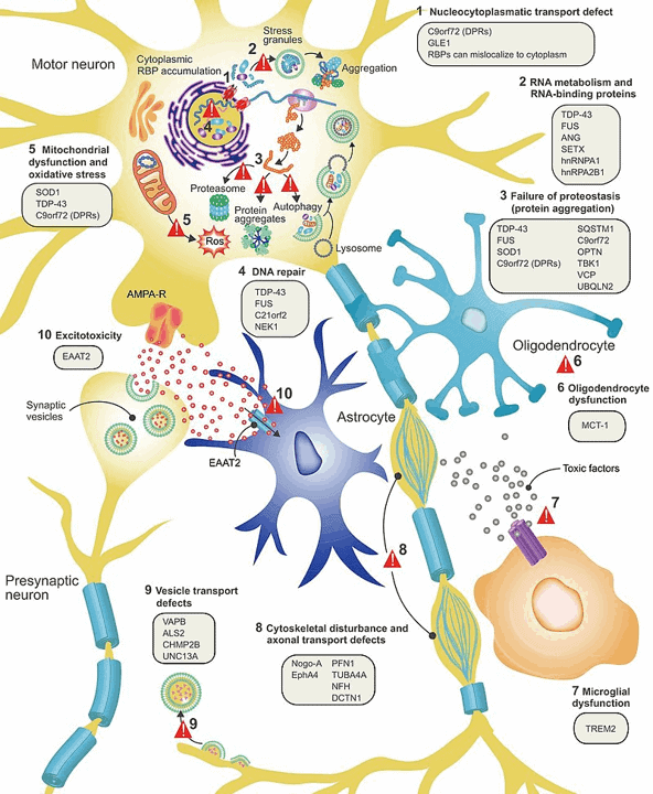 Mechanisms that may be related to ALS