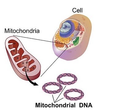 Mitochondrial DNA used for the mtDNA test