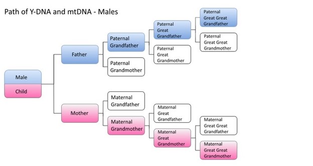 Path of mtDNA transfer
