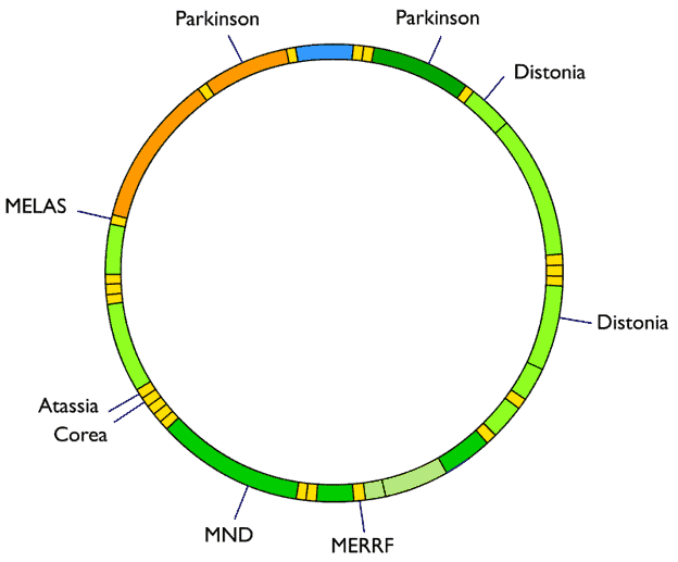 Mitochondrial DNA with disease susceptibility indicated