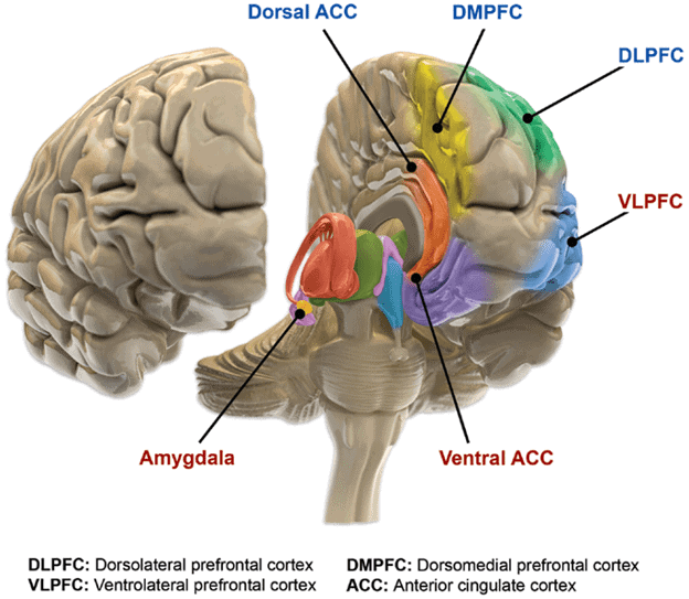 Various sections of the brain affected by bipolar disorder