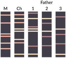 A DNA paternity test