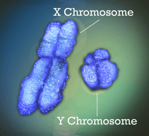 The x and y chromosome