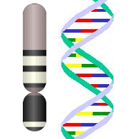 The y chromosome holds DNA