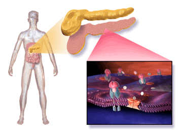 Cellular mechanism of type 2 diabetes