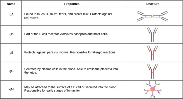 Immunoglobulins in the body