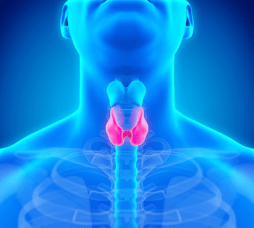 The thyroid, shown at the base of the neck