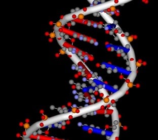 dna double helix structure 3d model