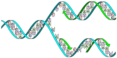 What does DNA stand for? DNA replication