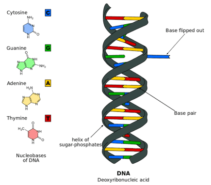 What does DNA stand for? The DNA double helix and base pairs