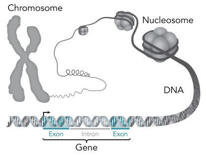 What does DNA stand for? A gene in the DNA