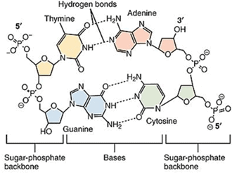 The structure of a DNA nucleotide